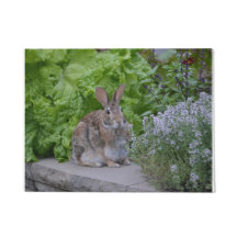 Den berömvärda stugan i trädgården