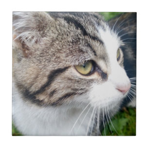 Den beställnings- katten avbildar, eller annat kakelplatta