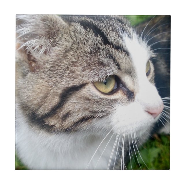 Den beställnings- katten avbildar, eller annat kakelplatta (Framsidan)