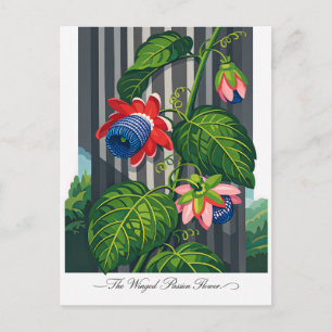 Den bevingade passionsblommans botaniska konst vykort