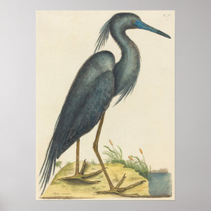 Den blå Heron-utskriften per Mark Catesby Poster