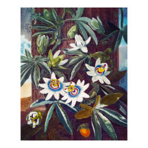 Den blå passionsblomman