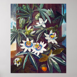 Den blå passionsblomman poster