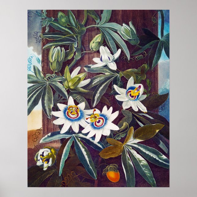 Den blå passionsblomman poster (Framsidan)