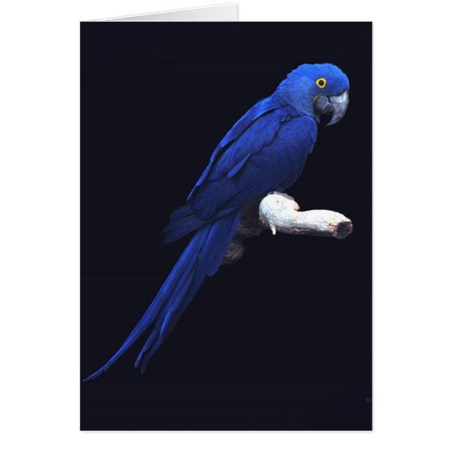 Den blå skönheten hälsningskort (Framsidan)