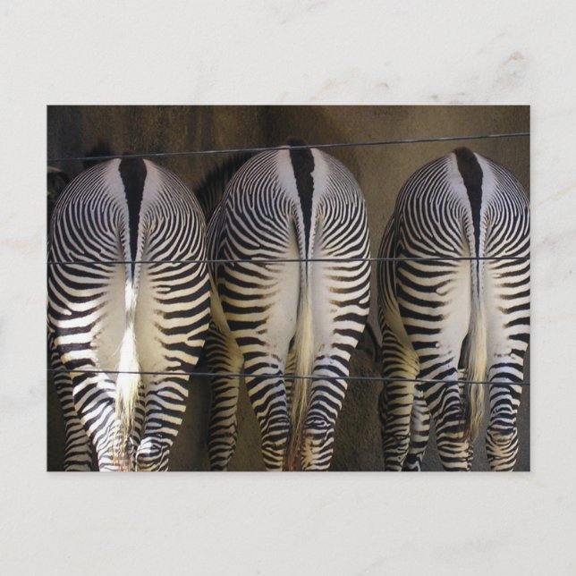 Den blyga trion, zebra-vykort vykort (Framsida)