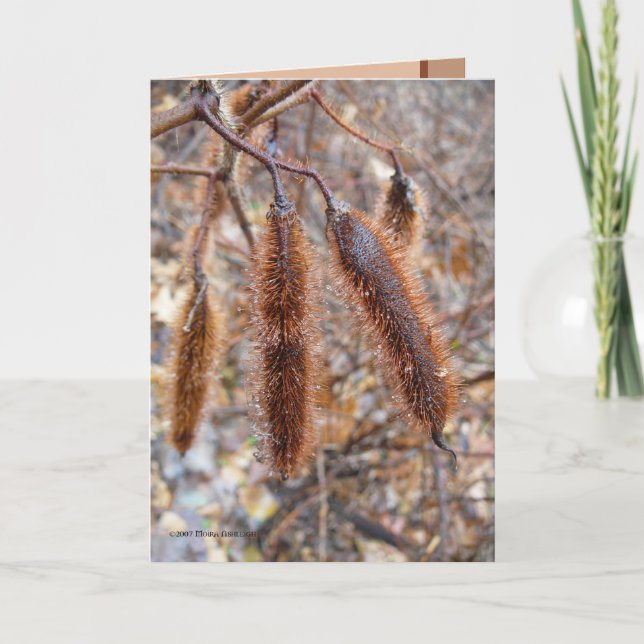 Den borstiga gräshoppan kärnar ur poder kort (Framsida)