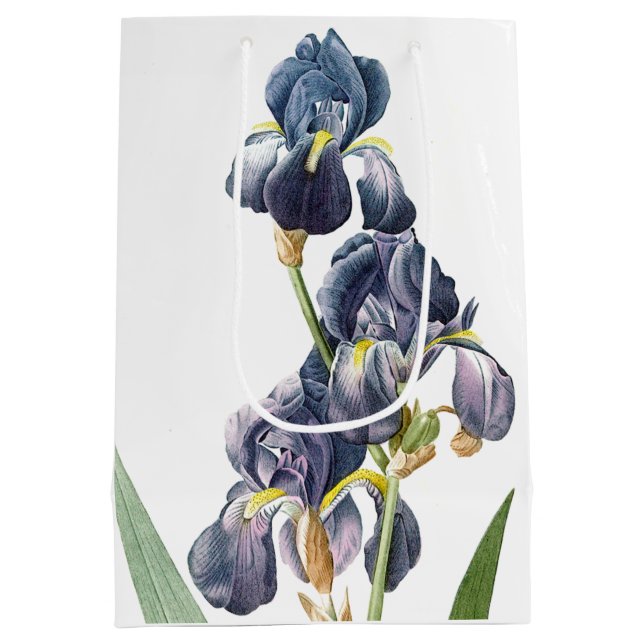 Den botaniska blåttirisen blommar blom- Redoute (Baksidan)