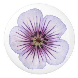 Den botaniska bleken - slösa pelargonblomman på knopp