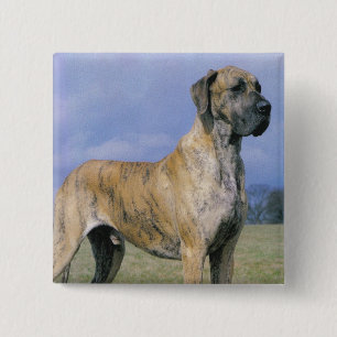 Den Brindle great dane knäppas Knapp