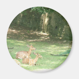 Den Bronx zooen avbildar Magnet