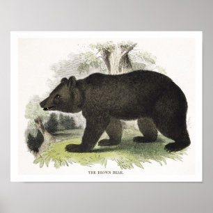 Den bruna björnen, bilda illustrationpub. vid t poster