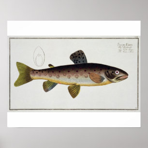 Den bruna forellen (salmoen Iasustris) pläterar Poster