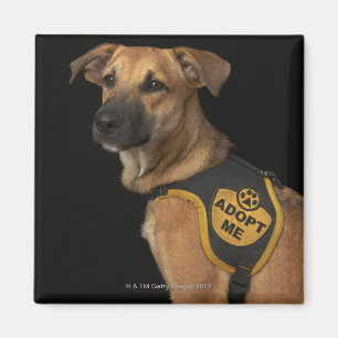 Den bruna räddinghunden med adopterar mig vesten magnet