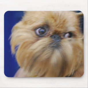 Den Bryssel Griffon hundmusen vadderar Musmatta