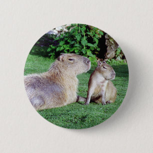 Den Capybaramamman och sonen knäppas Knapp