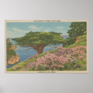 Den Carmel fjärden, CA - beskåda av träd "för den Poster