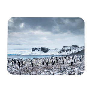 Den Chinstrap pingvinkolonin landskap Magnet
