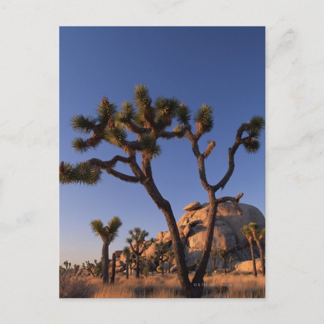 Den Cholla kaktusen och locket vaggar, det Joshua Vykort (Framsida)