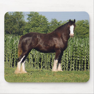 Den Clydesdale musen vadderar Musmatta