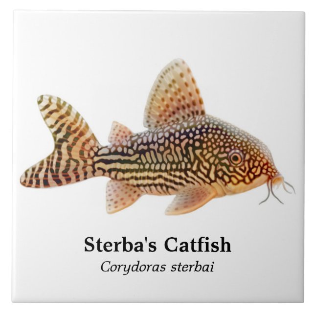 Den Corydoras Sterbai havskatten belägger med Kakelplatta (Framsidan)
