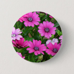 Den Cranesbill pelargonen (rosa blommor) knäppas Knapp