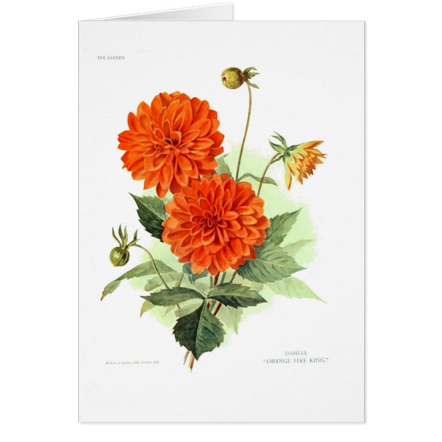 Den Dahlia'orangen avfyrar King Hälsningskort (Framsidan)