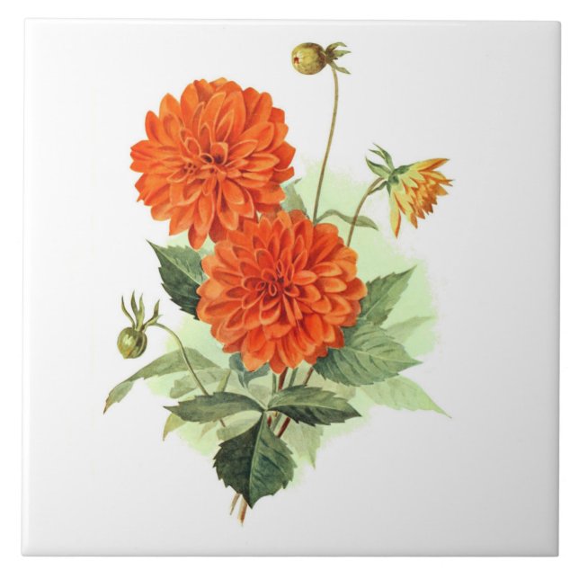 Den Dahlia'orangen avfyrar King Kakelplatta (Framsidan)