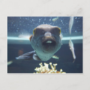 Den där Bucktooth-fisken Vykort