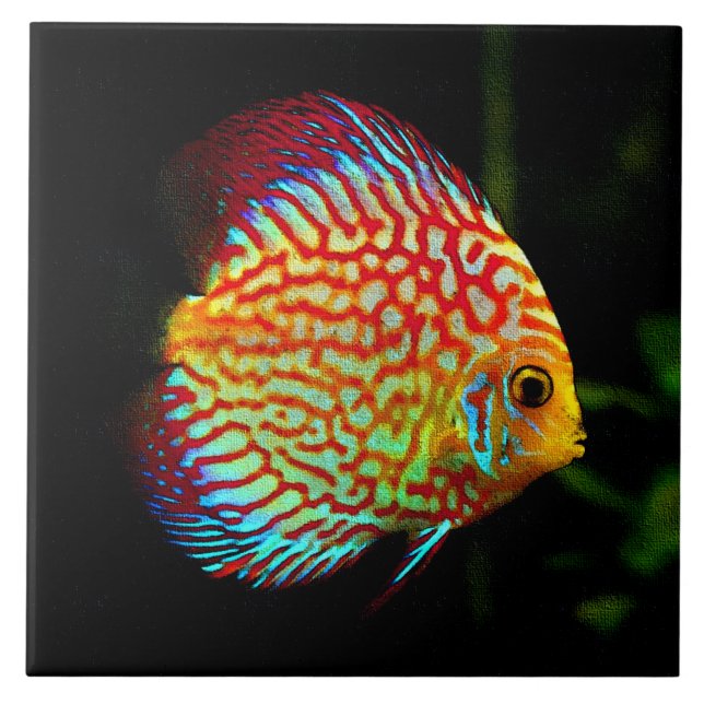 Den dekorativa diskusakvariefisken belägger med kakelplatta (Framsidan)