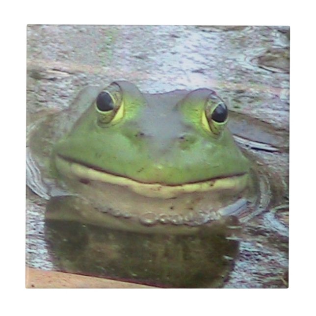 Den dekorativa grodan belägger med tegel kakelplatta (Framsidan)