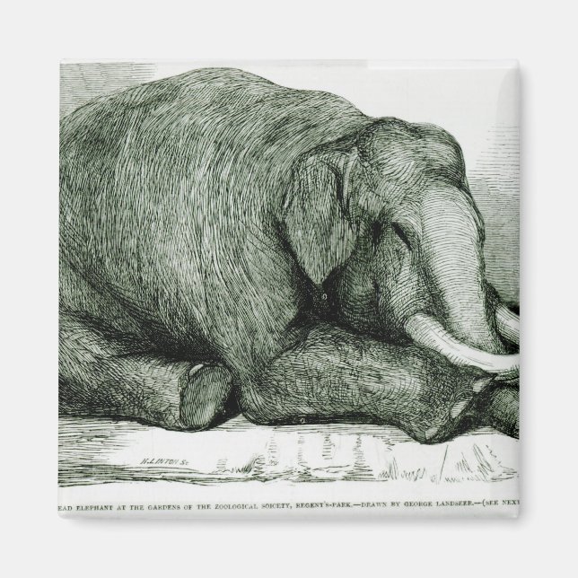 Den döda elefanten magnet (Framsidan)