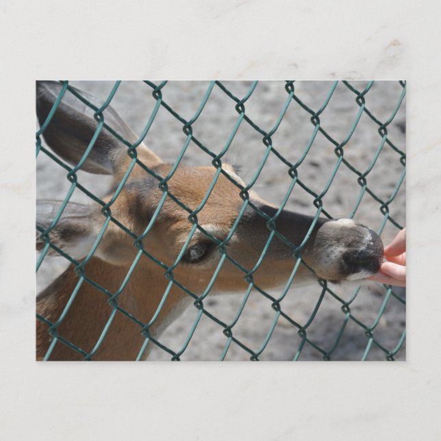 Den dyrbara hjorten - vykort (Framsida)