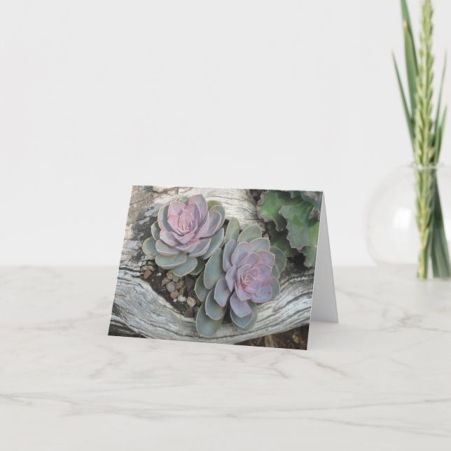 Den Ecehveria suckulenten noterar kortet Kort (Framsida)