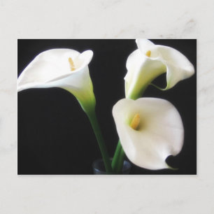 Den eleganta Callaliljan blommar 12 Vykort