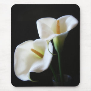 Den eleganta Callaliljan blommar 13 Musmatta