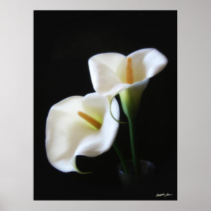 Den eleganta Callaliljan blommar 13 Poster