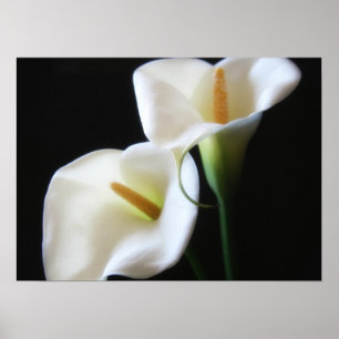 Den eleganta Callaliljan blommar 13 Poster