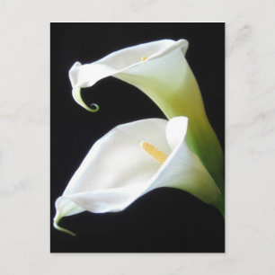 Den eleganta Callaliljan blommar 8 Vykort
