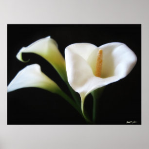 Den eleganta Callaliljan blommar 9 Poster