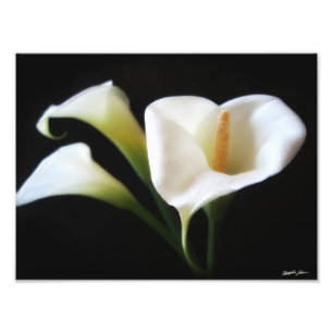 Den eleganta Callaliljan blommar tryck 9