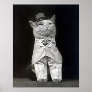 Den elegante katten, 1906. Gammalt foto Poster
