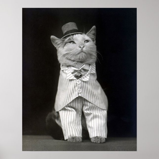 Den elegante katten, 1906. Gammalt foto Poster (Framsidan)