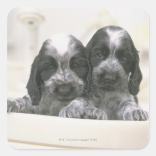 Den engelska Cocker-spanelen är en ras av hund. De Fyrkantigt Klistermärke