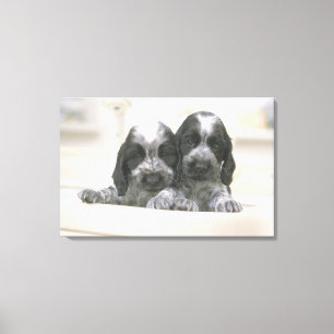 Den engelska cockerspanielspanielen är en avel av canvastryck