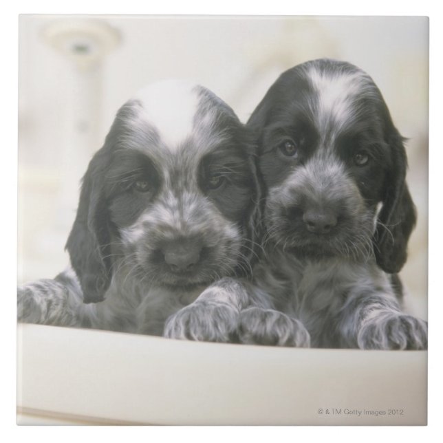 Den engelska cockerspanielspanielen är en avel av kakelplatta (Framsidan)