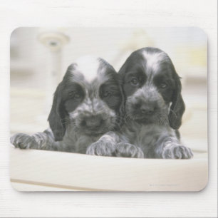 Den engelska cockerspanielspanielen är en avel av musmatta