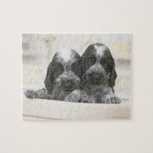 Den engelska cockerspanielspanielen är en avel av pussel