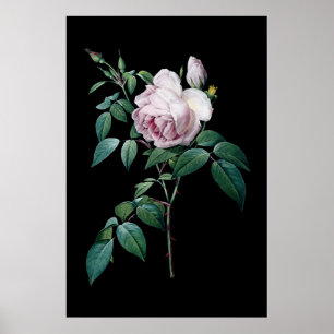 Den engelska rosa ros av Redoute svart bakgrund Poster
