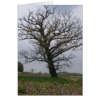 Den enorma gammala oaken på 22 hälsningskort